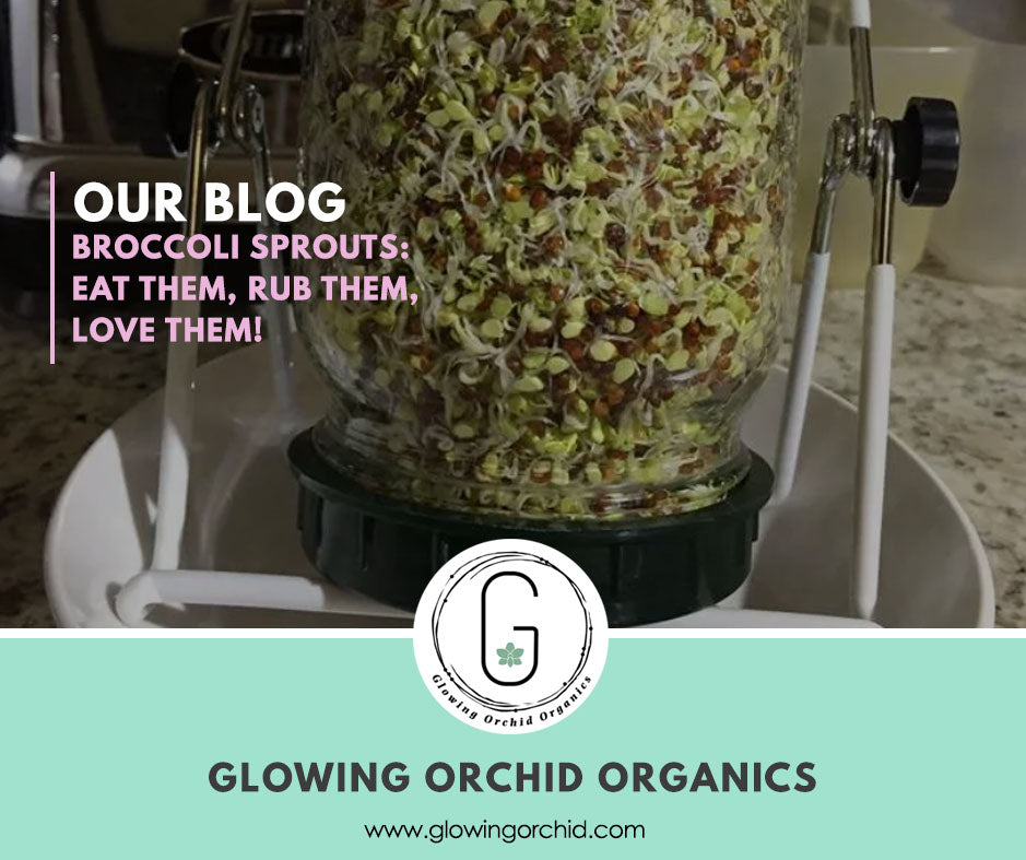 Broccoli Sprouts Blog Post Love them Eat Them Rub Them Judit Meszaros