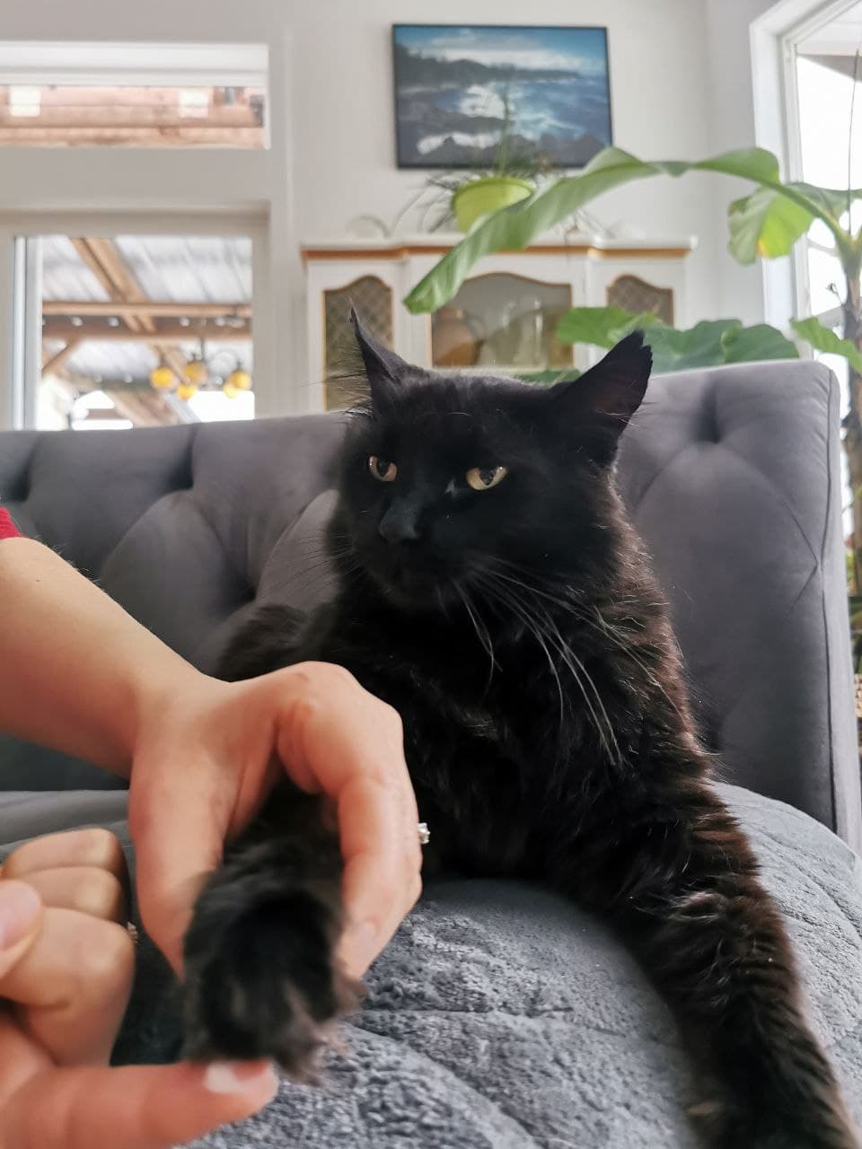 Paw Balm Container Label Glowing Orchid Organics Hock Balm Chester's Secret Organic