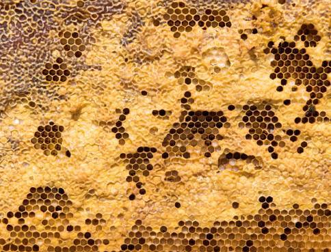 Vegan Beeswax Alternatives: The Best and the Worst