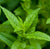 Pure Essential Oils